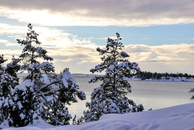 Scenic view of snow covered tree against sky