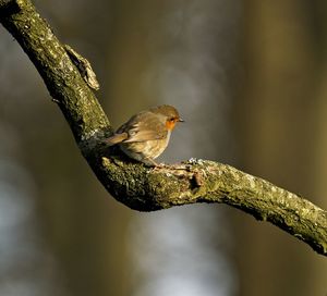 Close-up of robin red breast perching on a branch