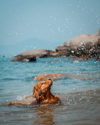 High angle view of dog swimming in sea