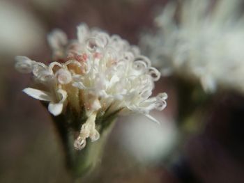 Close-up of white flower