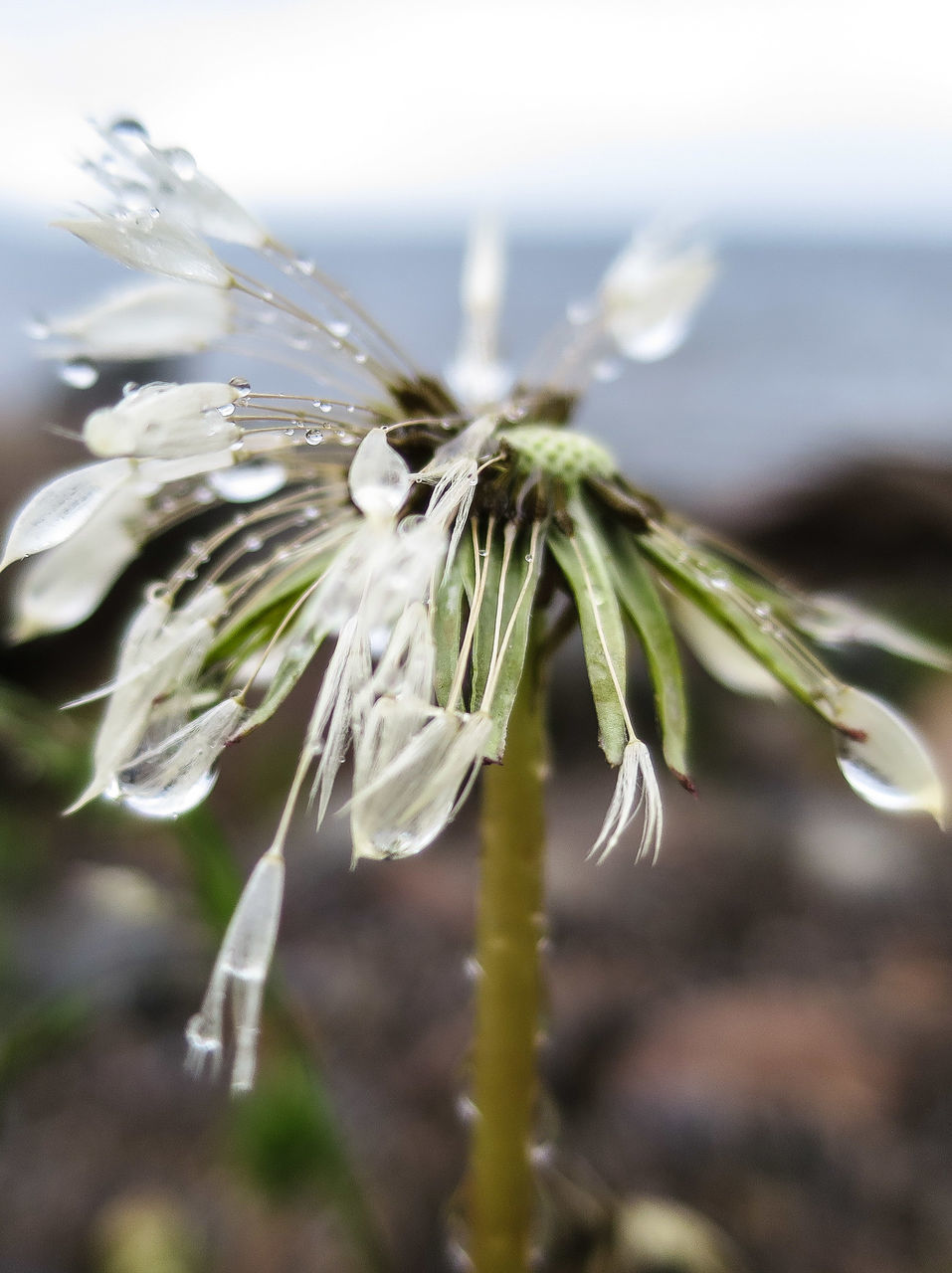 flower, focus on foreground, growth, fragility, close-up, freshness, plant, stem, nature, beauty in nature, dandelion, flower head, selective focus, white color, single flower, day, bud, softness, wildflower, outdoors