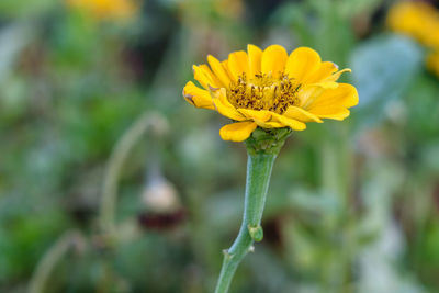 Close-up of yellow flowering plant