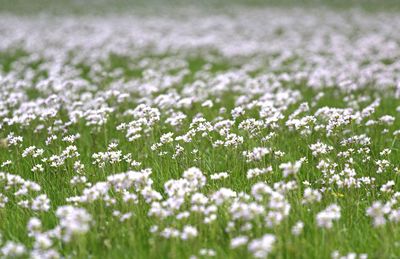 Close-up of flowers growing in field