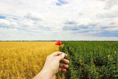 Cropped hand of man holding poppy on field against cloudy sky