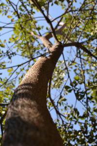 Low angle view of tree trunk