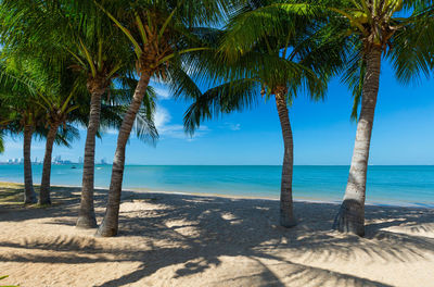 Palm trees on beach against sky