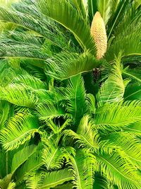 Close-up of palm tree leaves