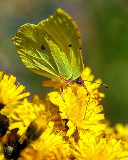 Close-up of butterfly pollinating on yellow dandelion