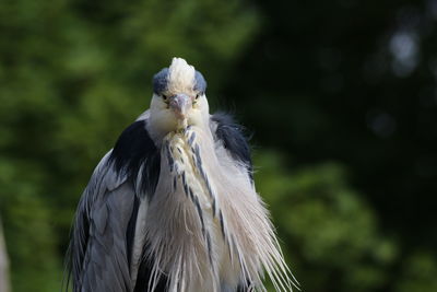 Close-up portrait of eagle against blurred background