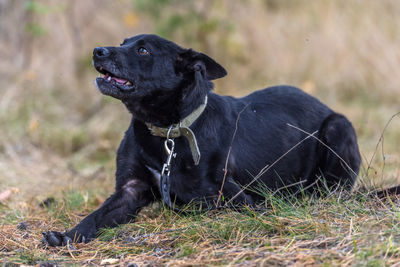 Black dog looking away on field