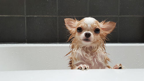 Close-up portrait of wet chihuahua in bathtub