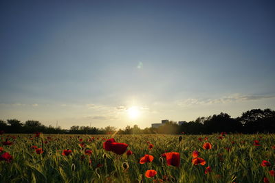 Scenic view of poppy field against sky during sunset