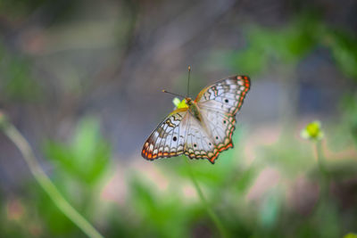 Close-up of butterfly perching on leaf