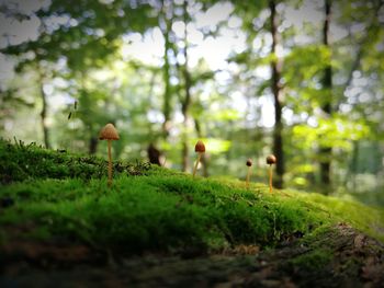 Mushrooms growing on tree