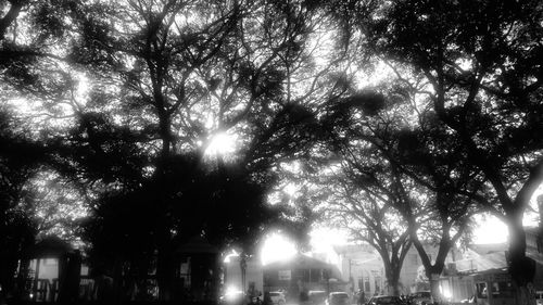 Low angle view of sunlight streaming through trees at night