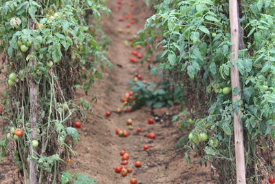 Plants growing on field
