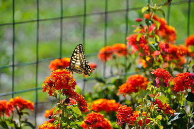 Close-up of butterfly pollinating on flower