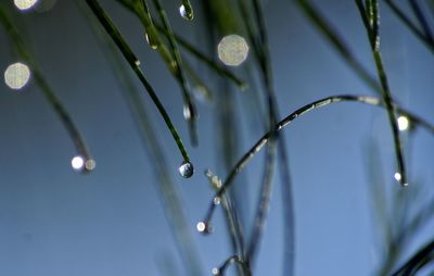 Close-up of water drops on leaf