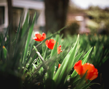 Close-up of red poppy flowers blooming outdoors