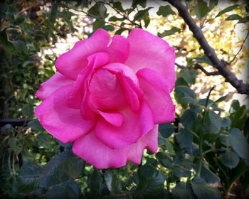 Close-up of pink flower blooming on tree