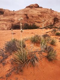 Plants growing in desert