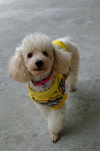High angle portrait of a dog