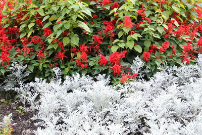 Red flowers in bloom