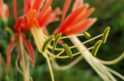 Close-up of red flowering plant