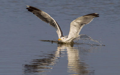 Bird flying over lake