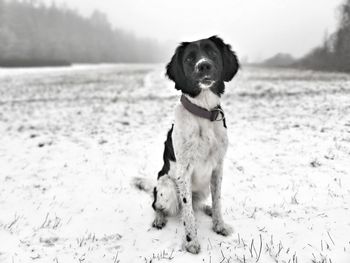 Dog standing on a snowy ground 