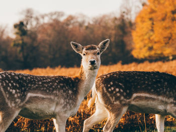 White deer looking at camera in a field