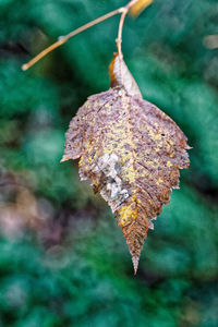 Close-up of dry autumn leaf