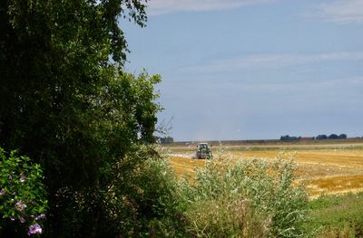 Scenic view of agricultural field against sky