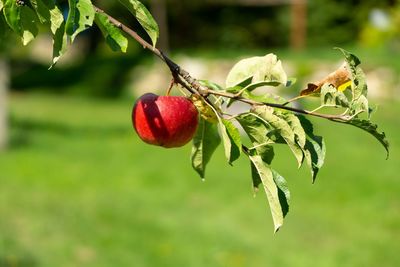 Fresh ripe red apple growing on the tree in the garden. slovakia