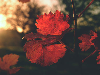 Close-up of red maple leaves on plant