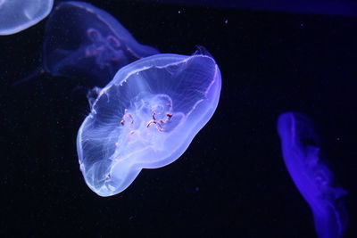 Close-up of fish underwater