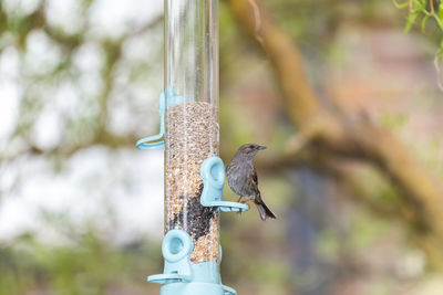 Close-up of bird perching on feeder