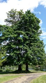 Trees on field against sky