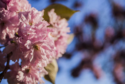 Close-up of pink cherry blossoms