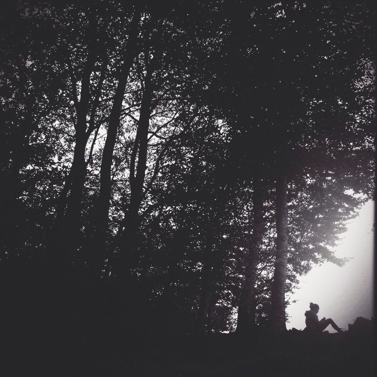 night, tree, silhouette, illuminated, dark, low angle view, street light, branch, tranquility, growth, nature, lighting equipment, sky, outdoors, light - natural phenomenon, no people, glowing, tree trunk, beauty in nature, outline