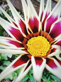 Close-up of yellow flower