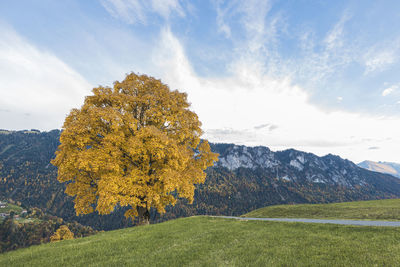 Tree on field against sky during autumn