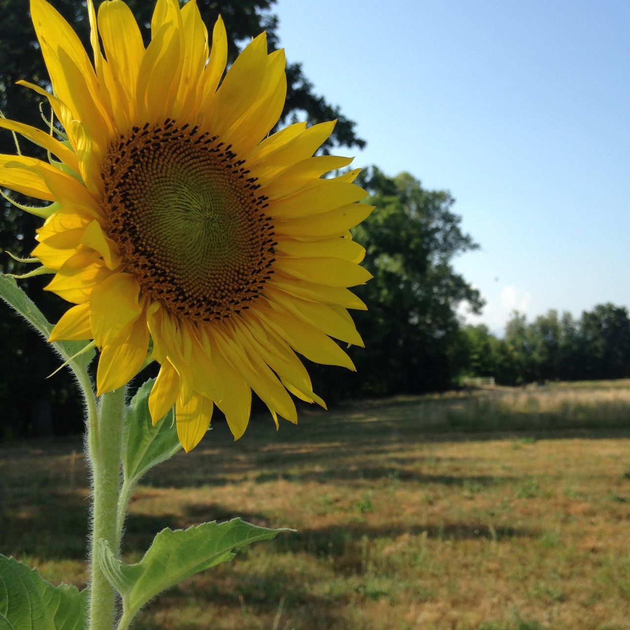 flower, yellow, freshness, fragility, petal, flower head, growth, beauty in nature, blooming, sunflower, plant, pollen, nature, single flower, close-up, focus on foreground, leaf, in bloom, day, outdoors