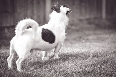 Dog standing on field