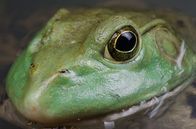 Close-up of frog