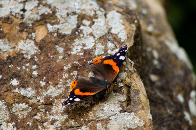 Butterfly on rock