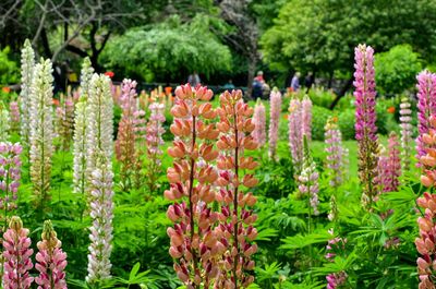 Purple flowering plants in park