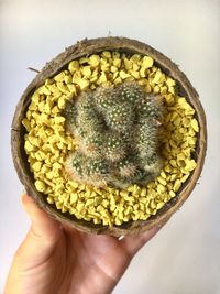 Close-up of hand holding yellow rose