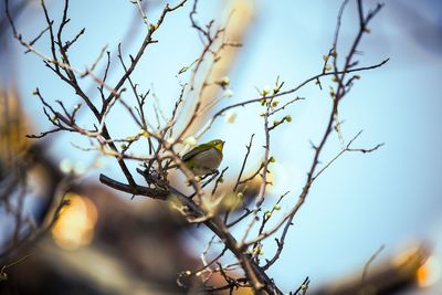 Low angle view of bird perching on bare tree