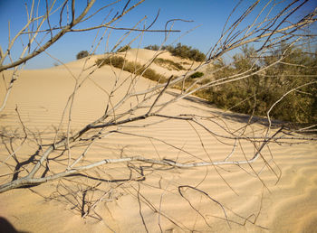 Close-up of sand on beach against clear sky